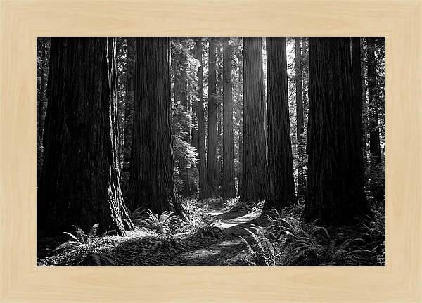 Sequoia Grove Serenity