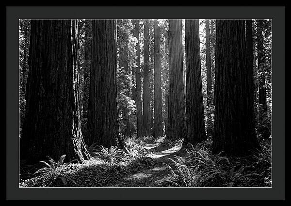 Sequoia Grove Serenity