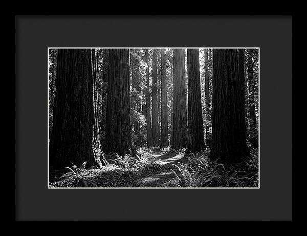 Sequoia Grove Serenity