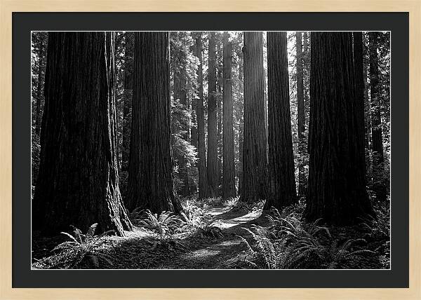 Sequoia Grove Serenity