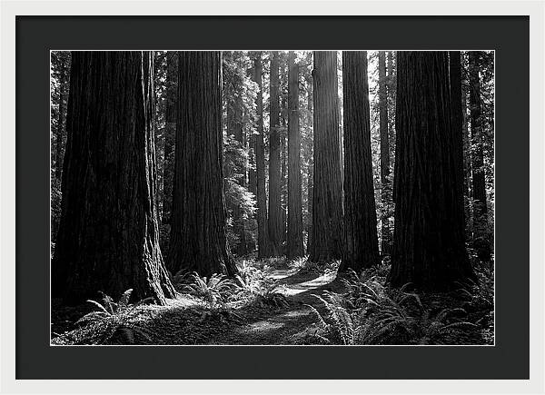 Sequoia Grove Serenity