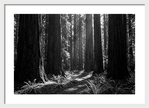Sequoia Grove Serenity