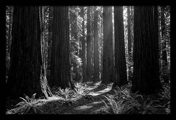 Sequoia Grove Serenity
