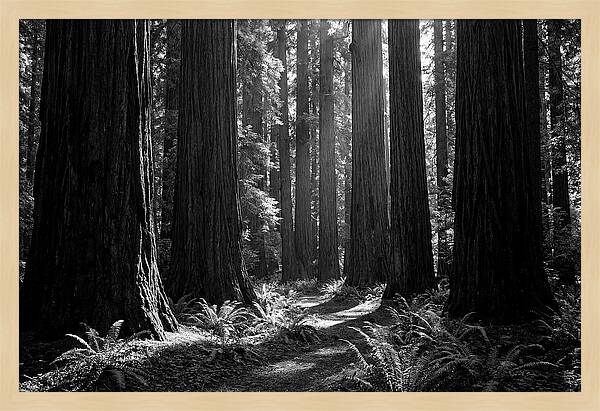 Sequoia Grove Serenity