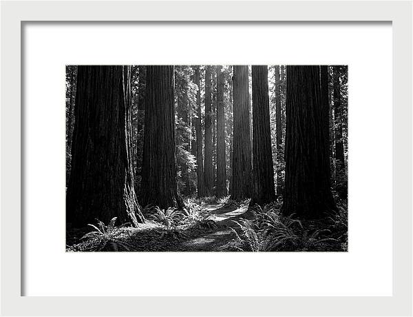 Sequoia Grove Serenity