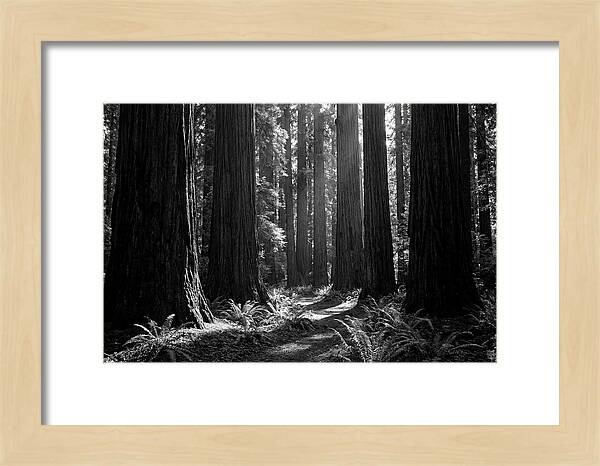 Sequoia Grove Serenity