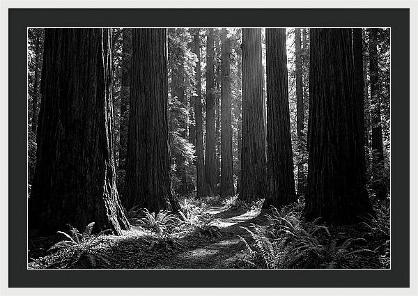 Sequoia Grove Serenity