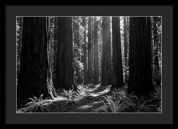Sequoia Grove Serenity