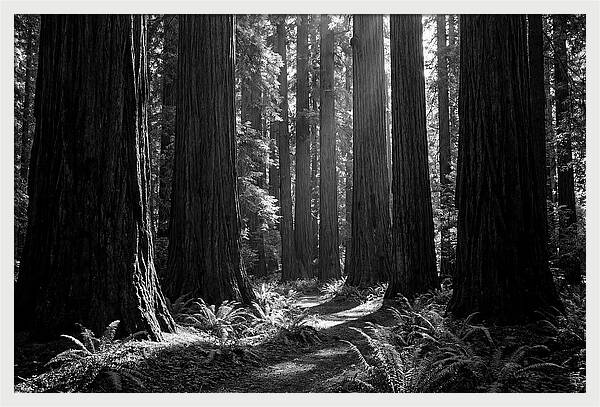 Sequoia Grove Serenity