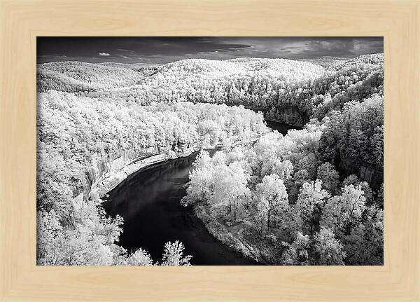 Serene Hoh Rainforest Landscape