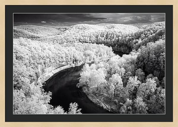 Serene Hoh Rainforest Landscape