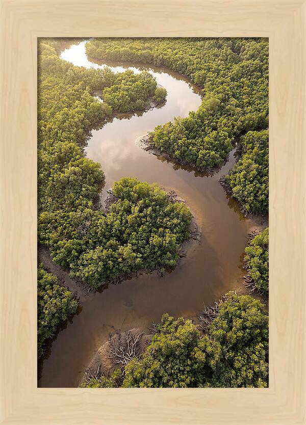 Serene Mangrove Waterways