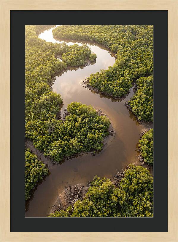 Serene Mangrove Waterways
