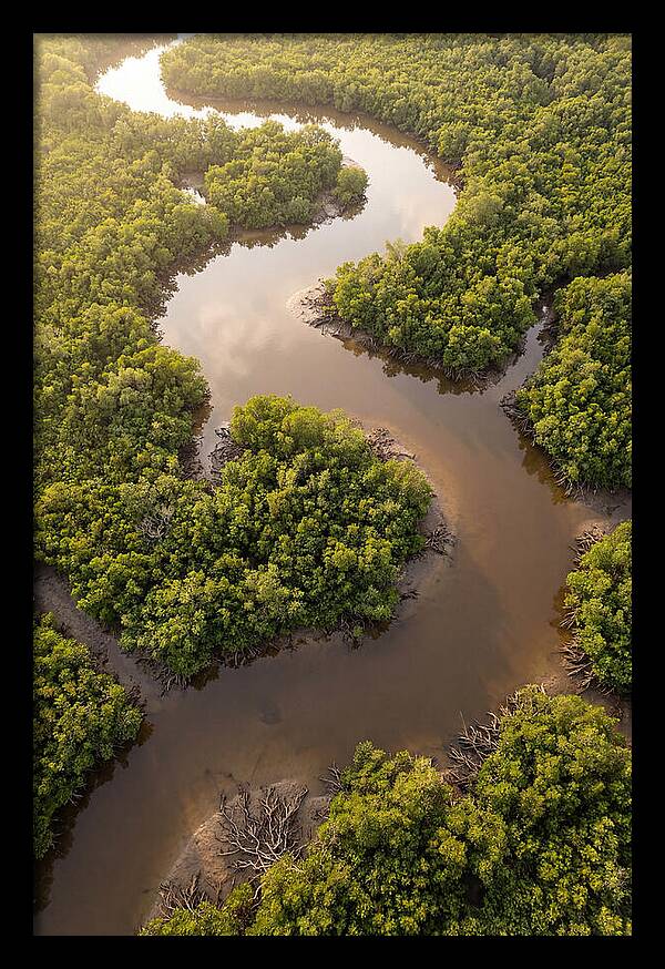 Serene Mangrove Waterways