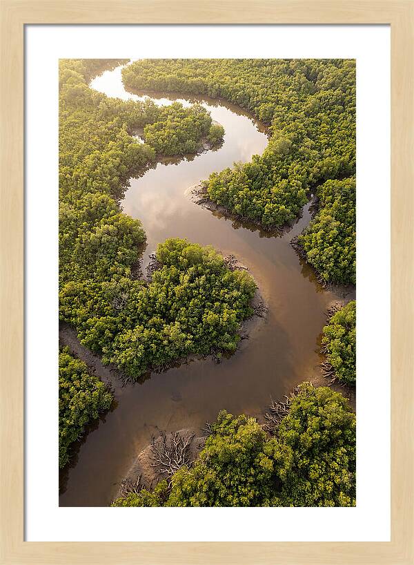 Serene Mangrove Waterways