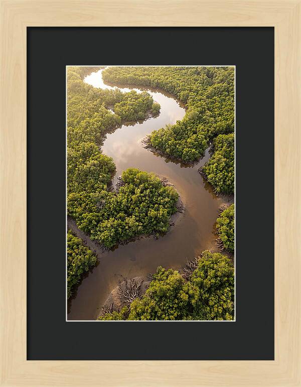 Serene Mangrove Waterways
