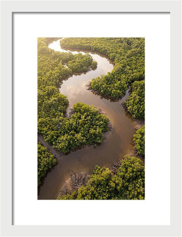 Serene Mangrove Waterways