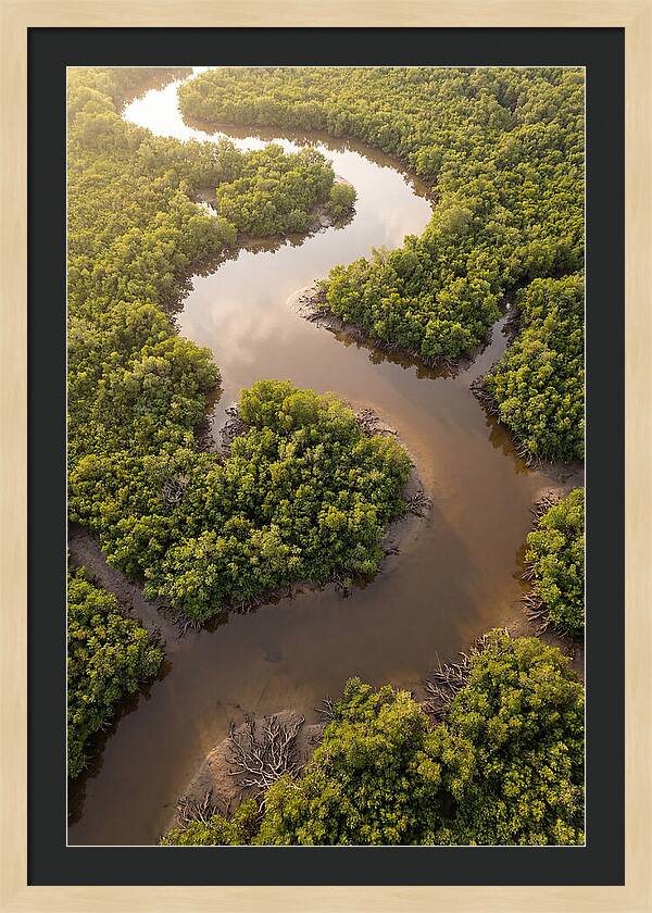Serene Mangrove Waterways