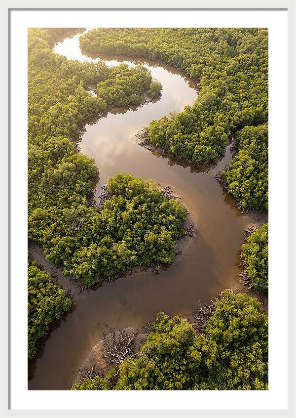 Serene Mangrove Waterways