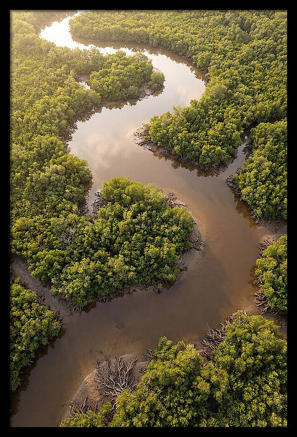 Serene Mangrove Waterways
