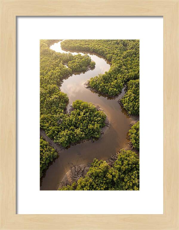 Serene Mangrove Waterways