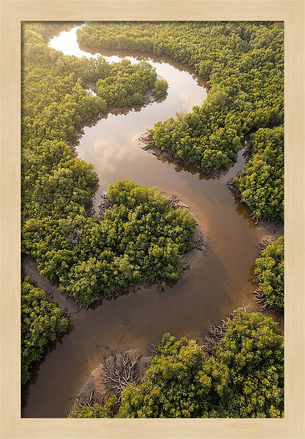 Serene Mangrove Waterways