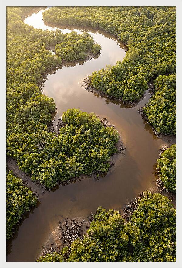Serene Mangrove Waterways