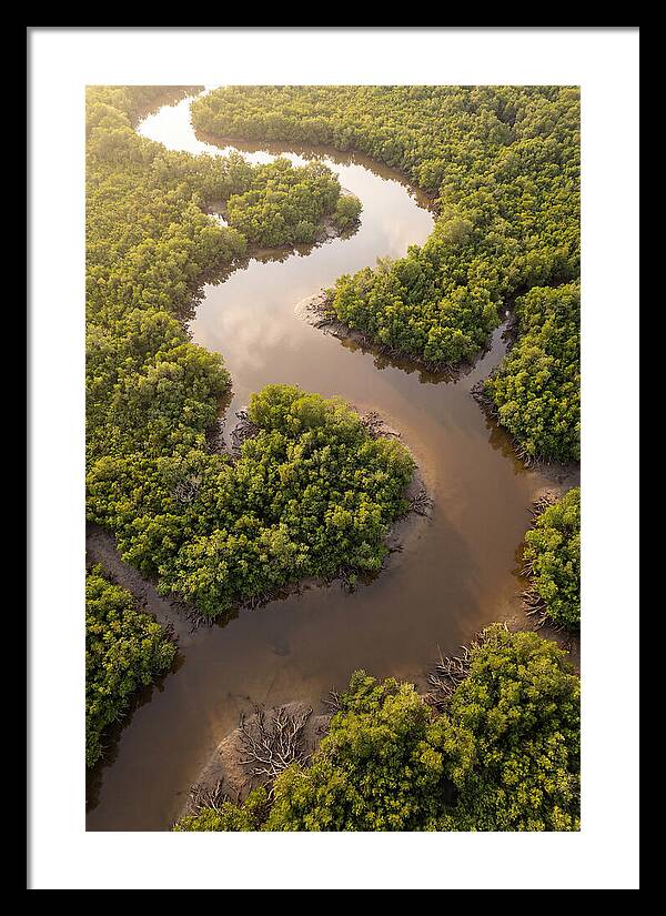 Serene Mangrove Waterways