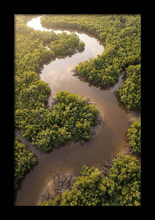 Serene Mangrove Waterways