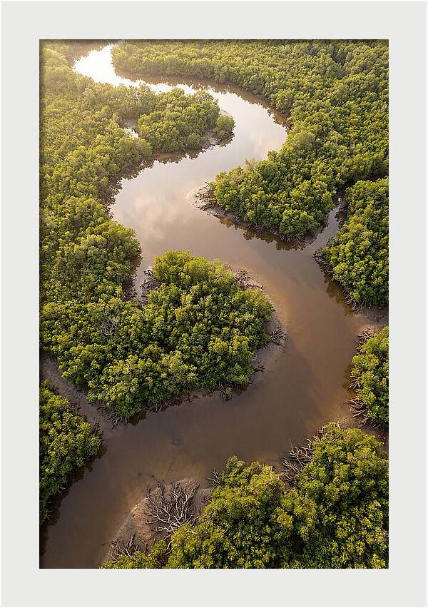 Serene Mangrove Waterways