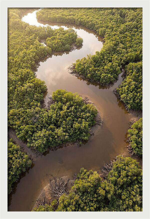 Serene Mangrove Waterways