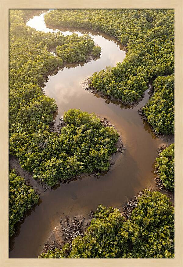 Serene Mangrove Waterways