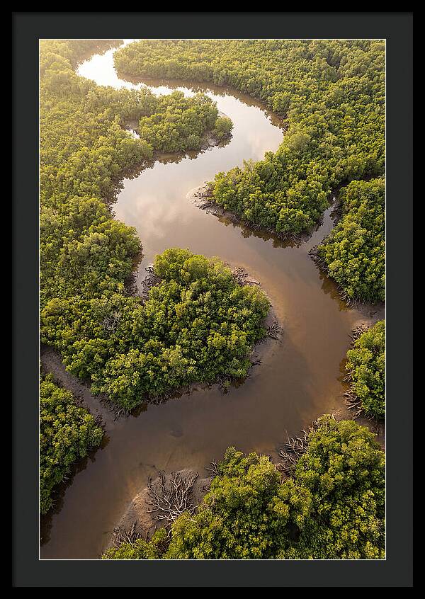 Serene Mangrove Waterways