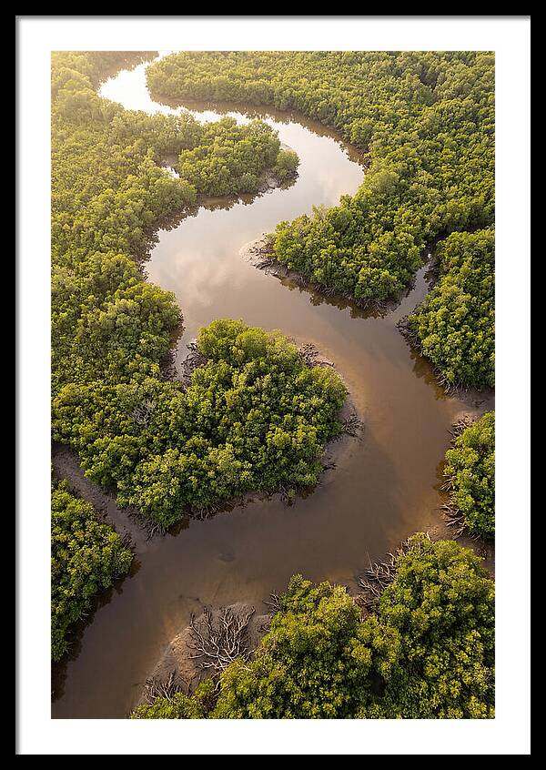 Serene Mangrove Waterways