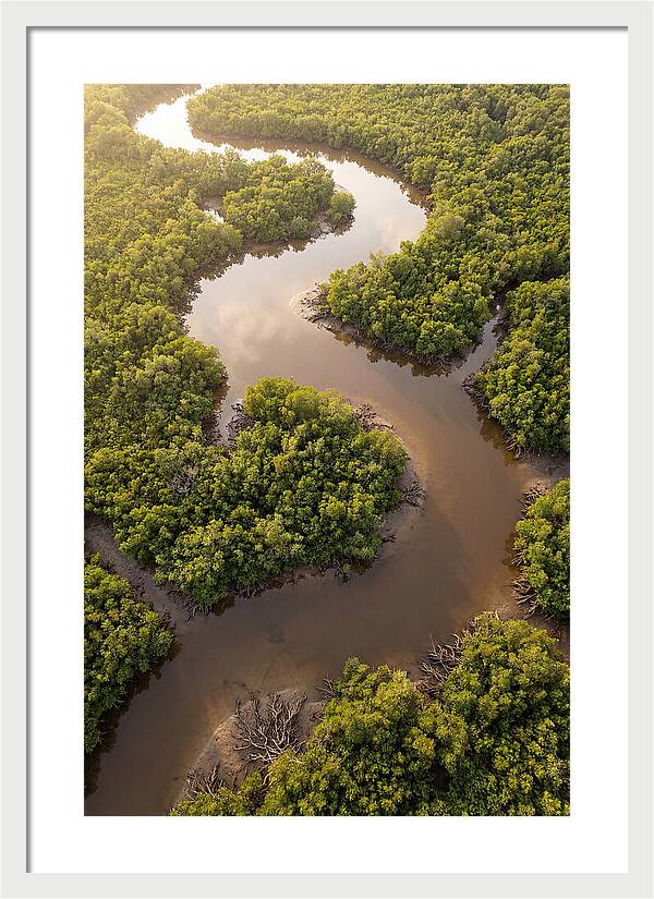 Serene Mangrove Waterways