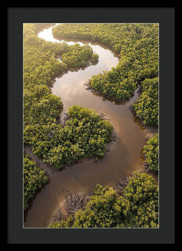 Serene Mangrove Waterways