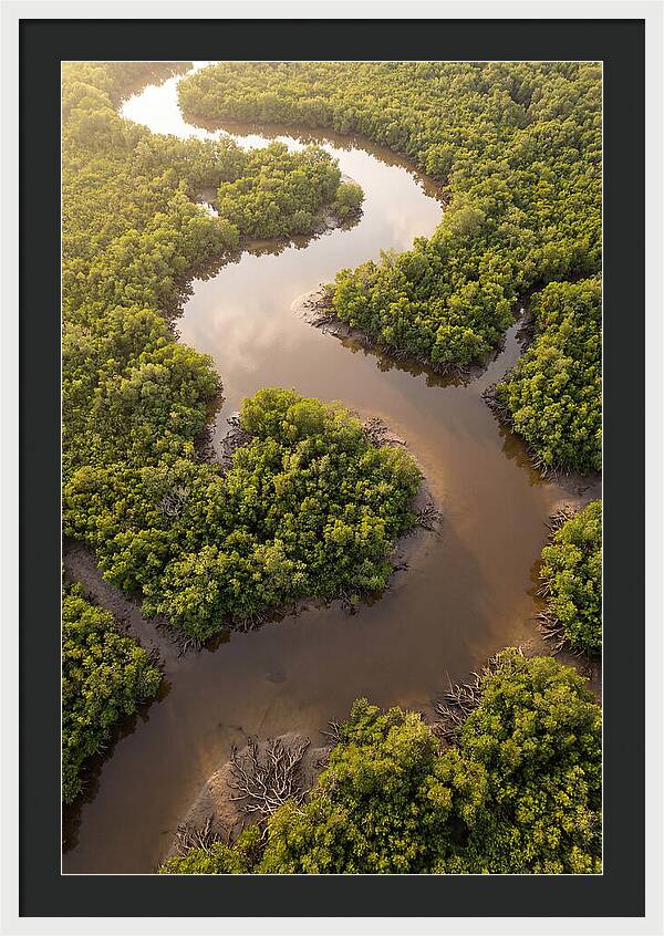 Serene Mangrove Waterways