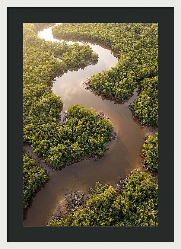 Serene Mangrove Waterways