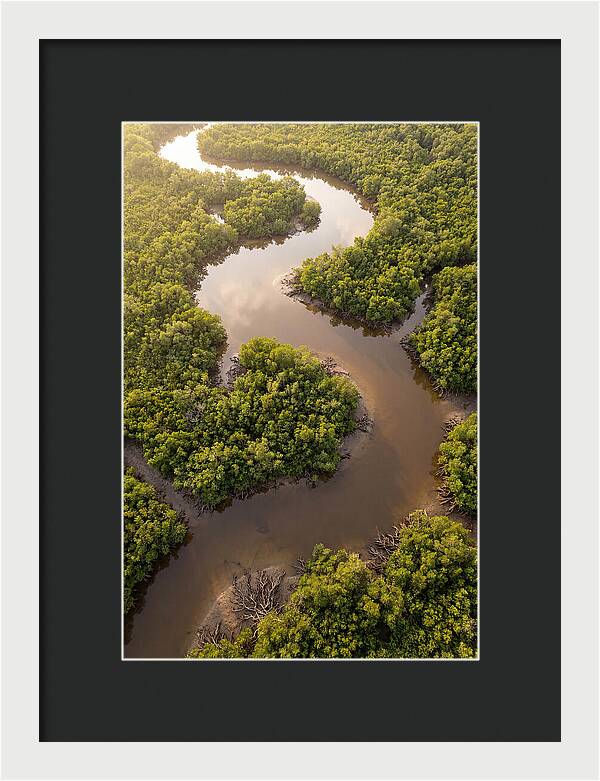 Serene Mangrove Waterways