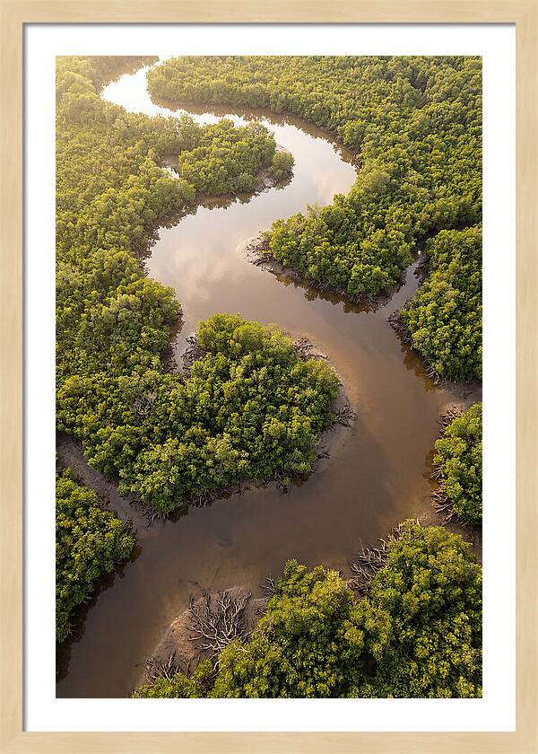 Serene Mangrove Waterways