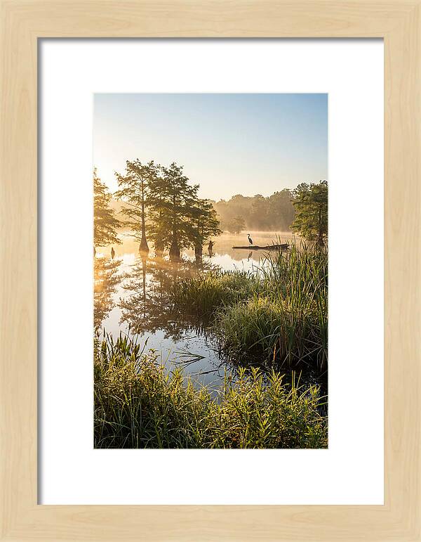 Serene Marsh At Sunrise