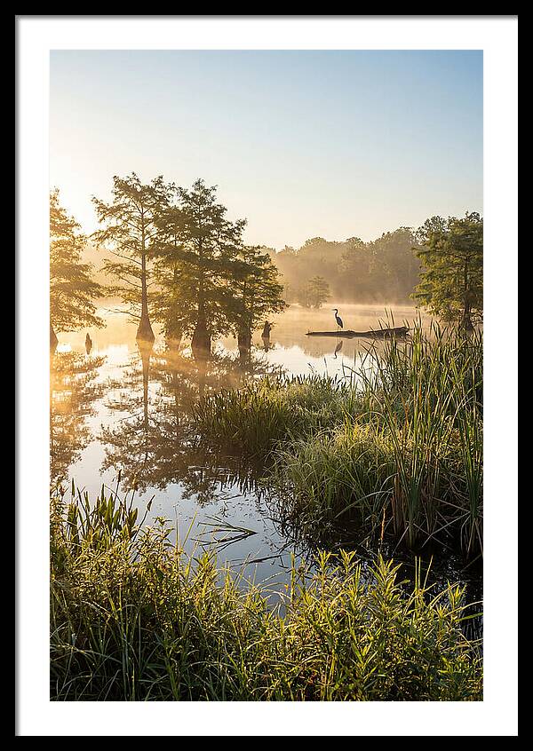 Serene Marsh At Sunrise