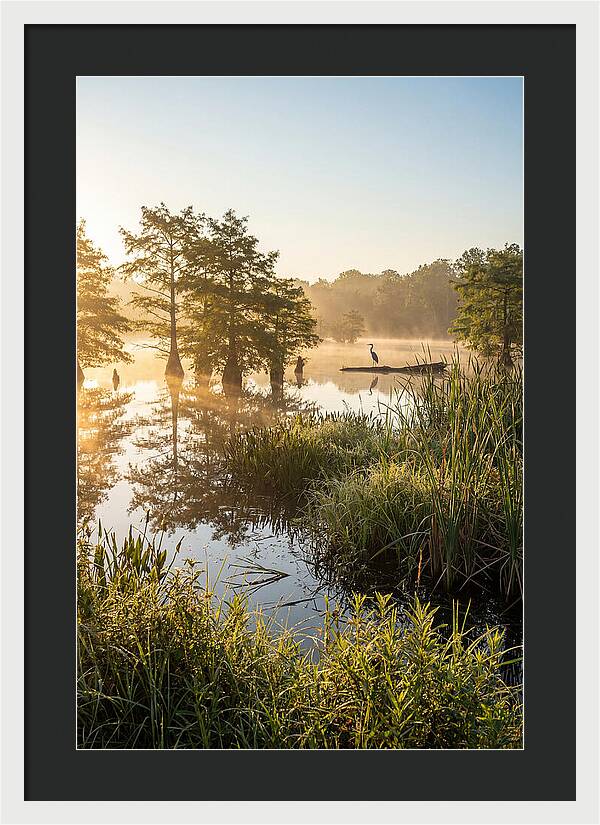Serene Marsh At Sunrise