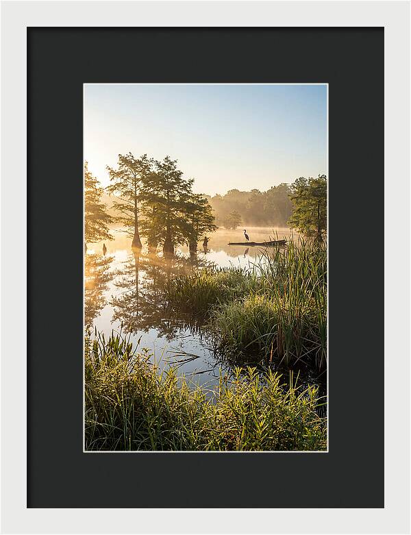 Serene Marsh At Sunrise