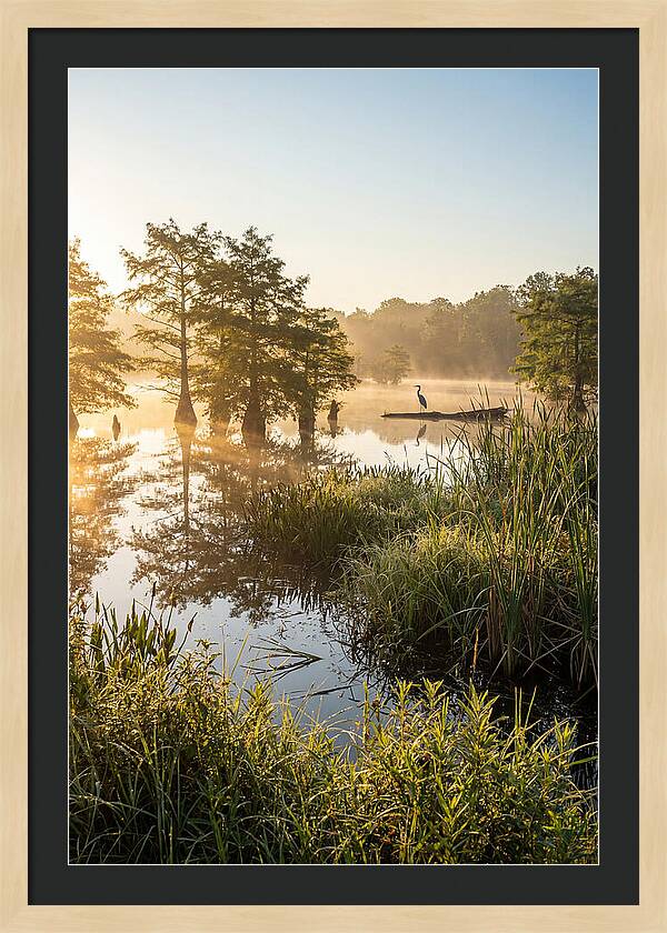 Serene Marsh At Sunrise