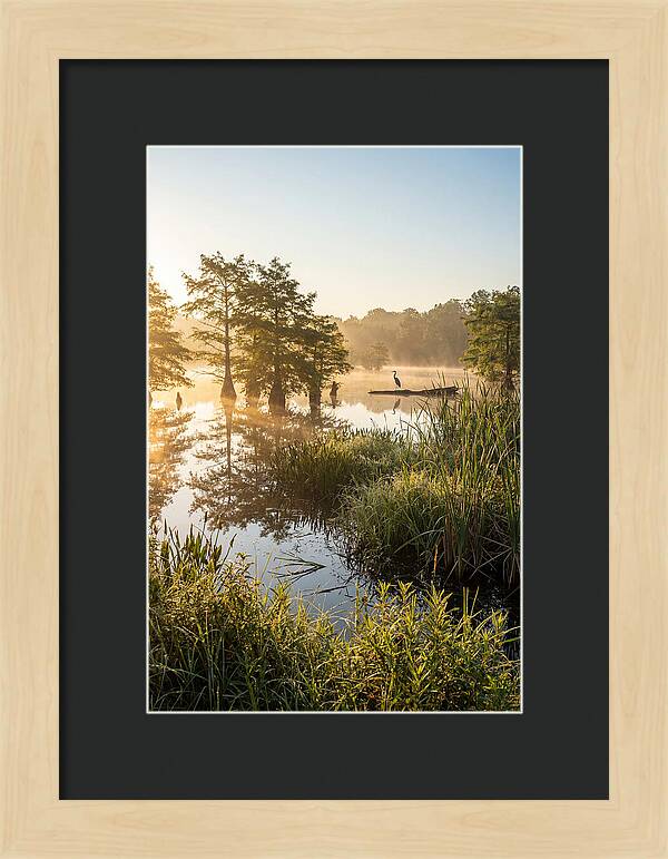 Serene Marsh At Sunrise