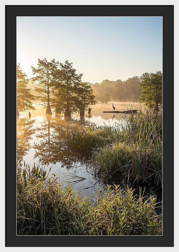 Serene Marsh At Sunrise