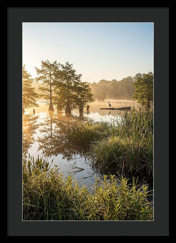 Serene Marsh At Sunrise