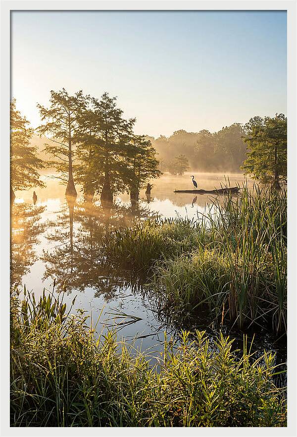 Serene Marsh At Sunrise