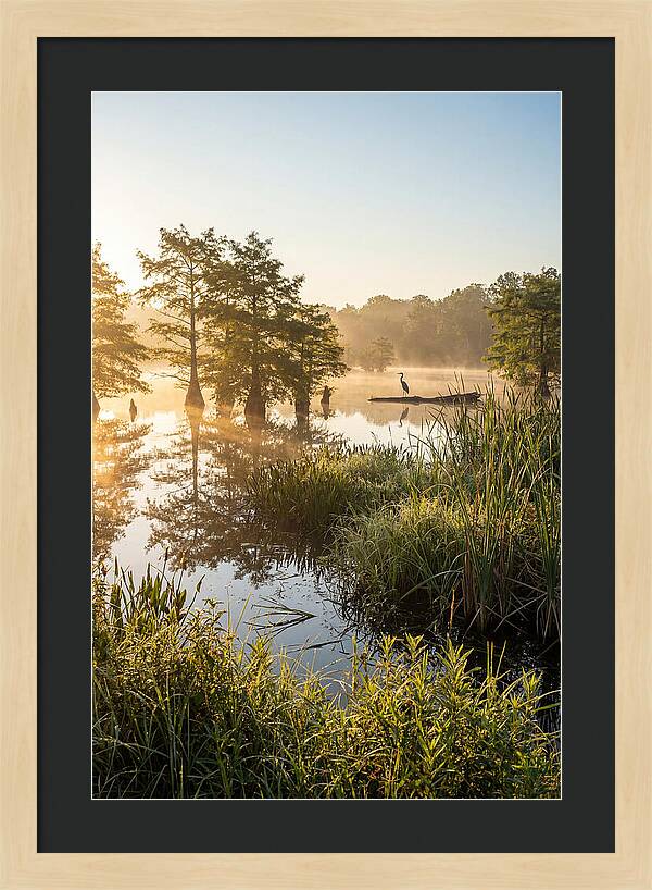 Serene Marsh At Sunrise